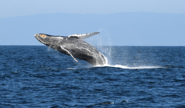 Over 150 Humpback Whales Enthrall Visitors Along Sonoma Coast as Annual Migration Commences