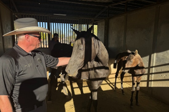Over 50 Exotic Animals Rescued from Severe Neglect in Rio Verde Amid Scorching Heat