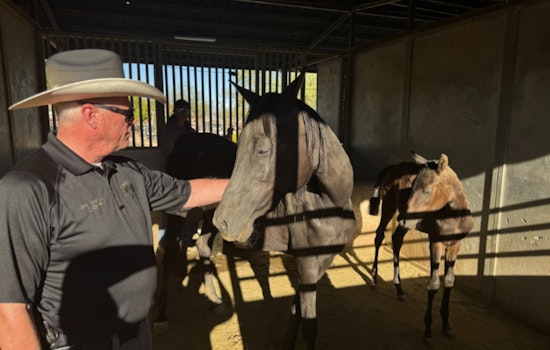 Over 50 Exotic Animals Rescued from Severe Neglect in Rio Verde Amid Scorching Heat