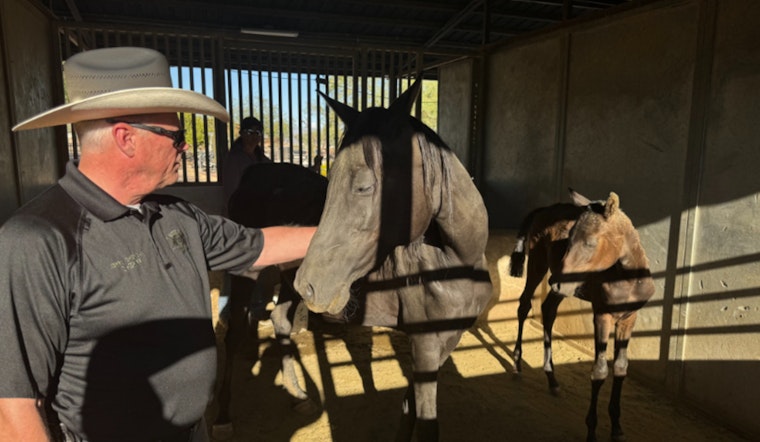 Over 50 Exotic Animals Rescued from Severe Neglect in Rio Verde Amid Scorching Heat