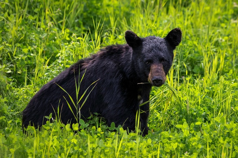 Palm Beach Gardens Activists Rally Against Proposed Florida Black Bear Hunt Amid Incomplete Population Data