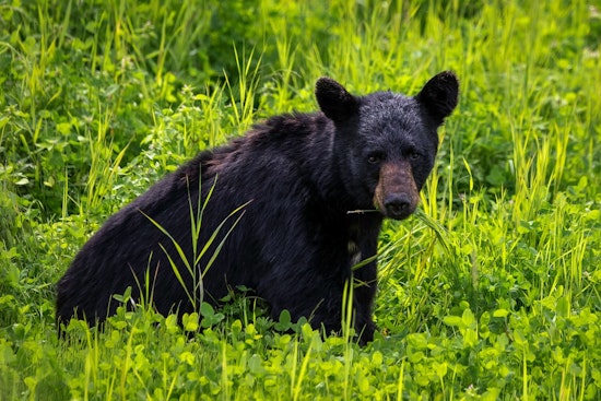 Palm Beach Gardens Activists Rally Against Proposed Florida Black Bear Hunt Amid Incomplete Population Data