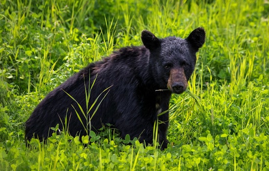 Palm Beach Gardens Activists Rally Against Proposed Florida Black Bear Hunt Amid Incomplete Population Data