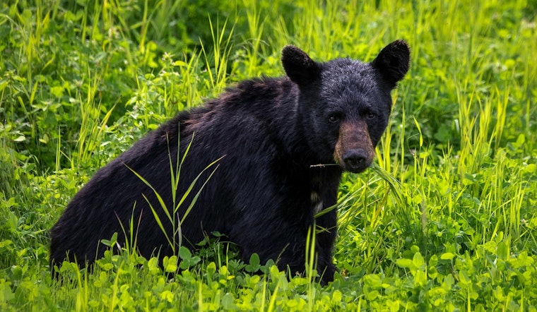 Palm Beach Gardens Activists Rally Against Proposed Florida Black Bear Hunt Amid Incomplete Population Data