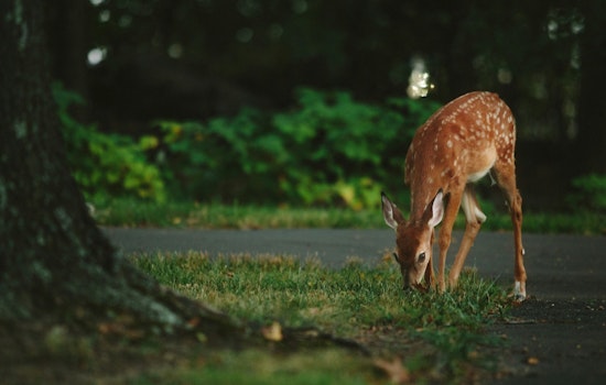 Peachtree Corners Launches Study to Manage Surging Deer Population Near Atlanta