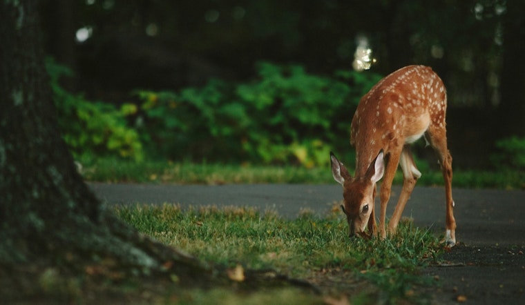 Peachtree Corners Launches Study to Manage Surging Deer Population Near Atlanta