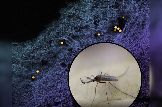 Philadelphia to Combat Rising Mosquito Threat with Spraying in West Fairmount Amid West Nile Virus Concerns
