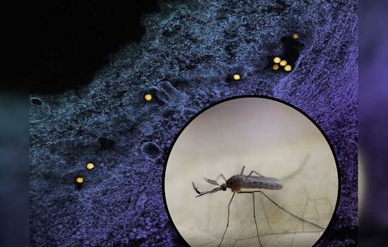 Philadelphia to Combat Rising Mosquito Threat with Spraying in West Fairmount Amid West Nile Virus Concerns
