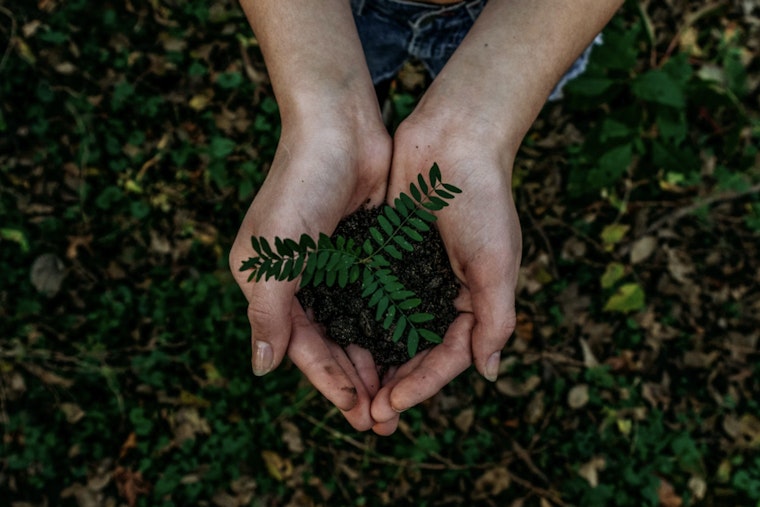 Pinellas County Introduces Free Tree Adoption Program to Enhance Lealman's Urban Canopy