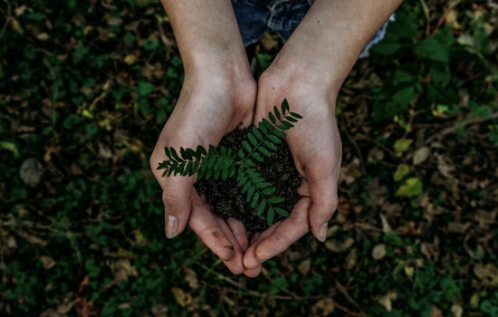 Pinellas County Introduces Free Tree Adoption Program to Enhance Lealman's Urban Canopy