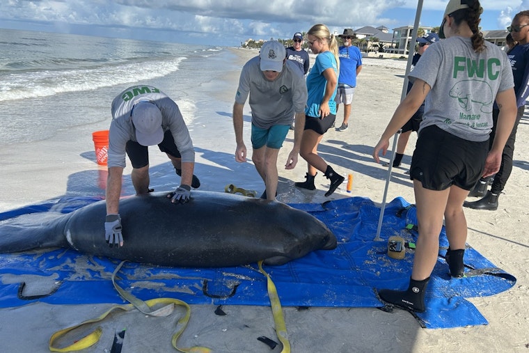 Pinellas County Sheriff's Deputies Rescue Stranded Manatee in Community Effort