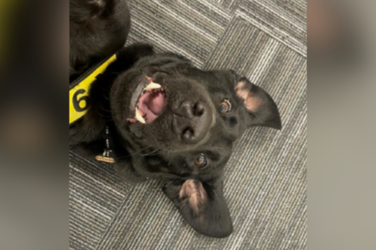Pittsburgh Pup Triumphs: Steeler Named TSA's Cutest Canine of 2025