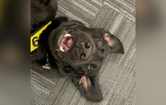 Pittsburgh Pup Triumphs: Steeler Named TSA's Cutest Canine of 2025