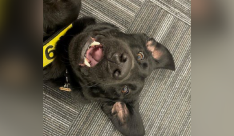 Pittsburgh Pup Triumphs: Steeler Named TSA's Cutest Canine of 2025
