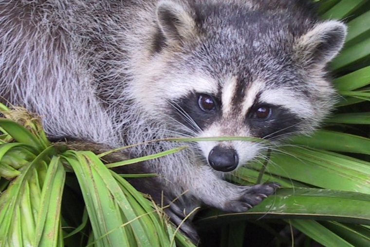 Rabid Raccoon Alert in Jarrettsville: Harford County Health Department Urges Vigilance and Precaution