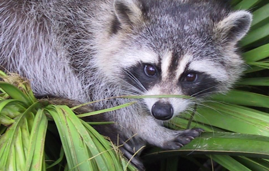 Rabid Raccoon Alert in Jarrettsville: Harford County Health Department Urges Vigilance and Precaution