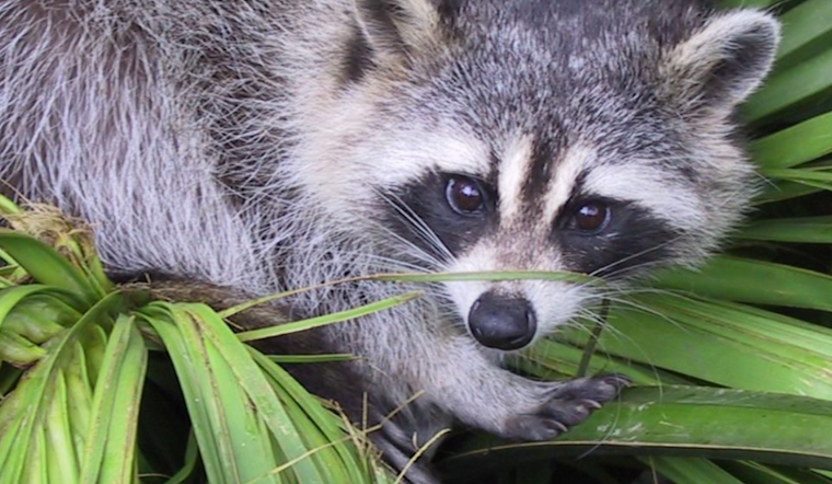 Rabid Raccoon Alert in Jarrettsville: Harford County Health Department Urges Vigilance and Precaution
