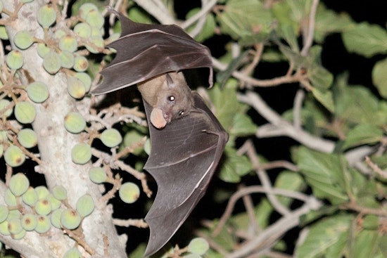 Rabies Alert in Clackamas County as Molalla Resident Undergoes Treatment After Encounter with Infected Bat