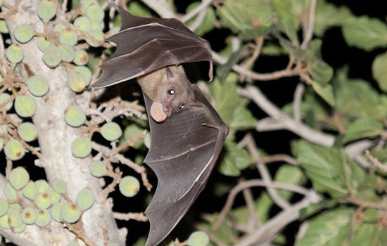 Rabies Alert in Clackamas County as Molalla Resident Undergoes Treatment After Encounter with Infected Bat