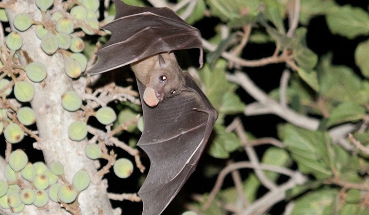 Rabies Alert in Clackamas County as Molalla Resident Undergoes Treatment After Encounter with Infected Bat