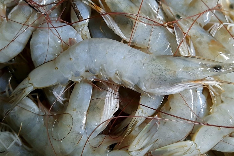 Radioactive Shrimp Scare Triggers Massive Recall in Nine States as FDA Warns Against Consumption