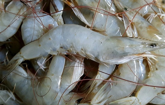 Radioactive Shrimp Scare Triggers Massive Recall in Nine States as FDA Warns Against Consumption