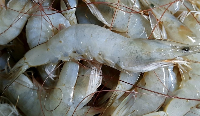 Radioactive Shrimp Scare Triggers Massive Recall in Nine States as FDA Warns Against Consumption