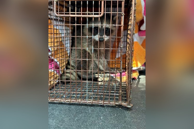Rancho Cordova Community and Animal Services Rescue Juvenile Raccoon Trapped in Fence