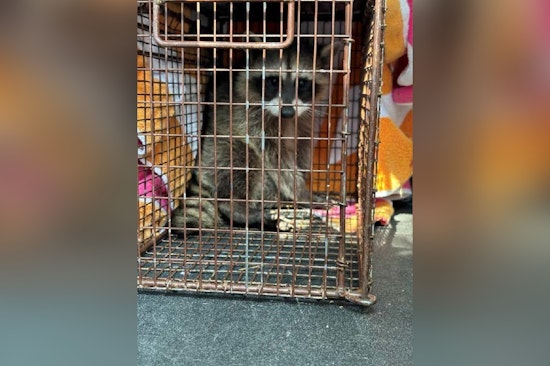 Rancho Cordova Community and Animal Services Rescue Juvenile Raccoon Trapped in Fence
