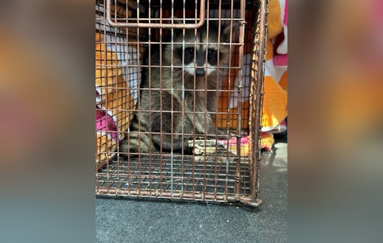 Rancho Cordova Community and Animal Services Rescue Juvenile Raccoon Trapped in Fence
