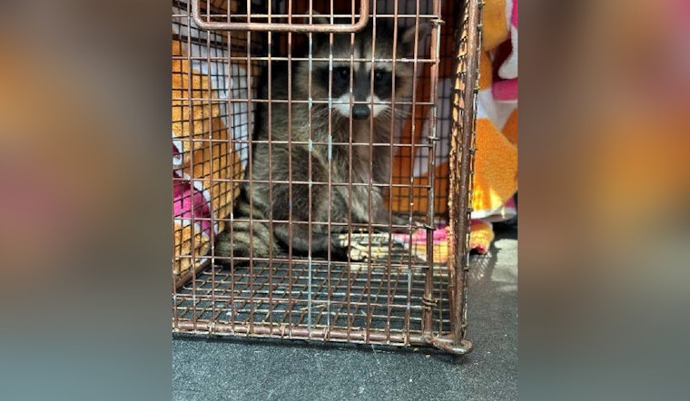 Rancho Cordova Community and Animal Services Rescue Juvenile Raccoon Trapped in Fence