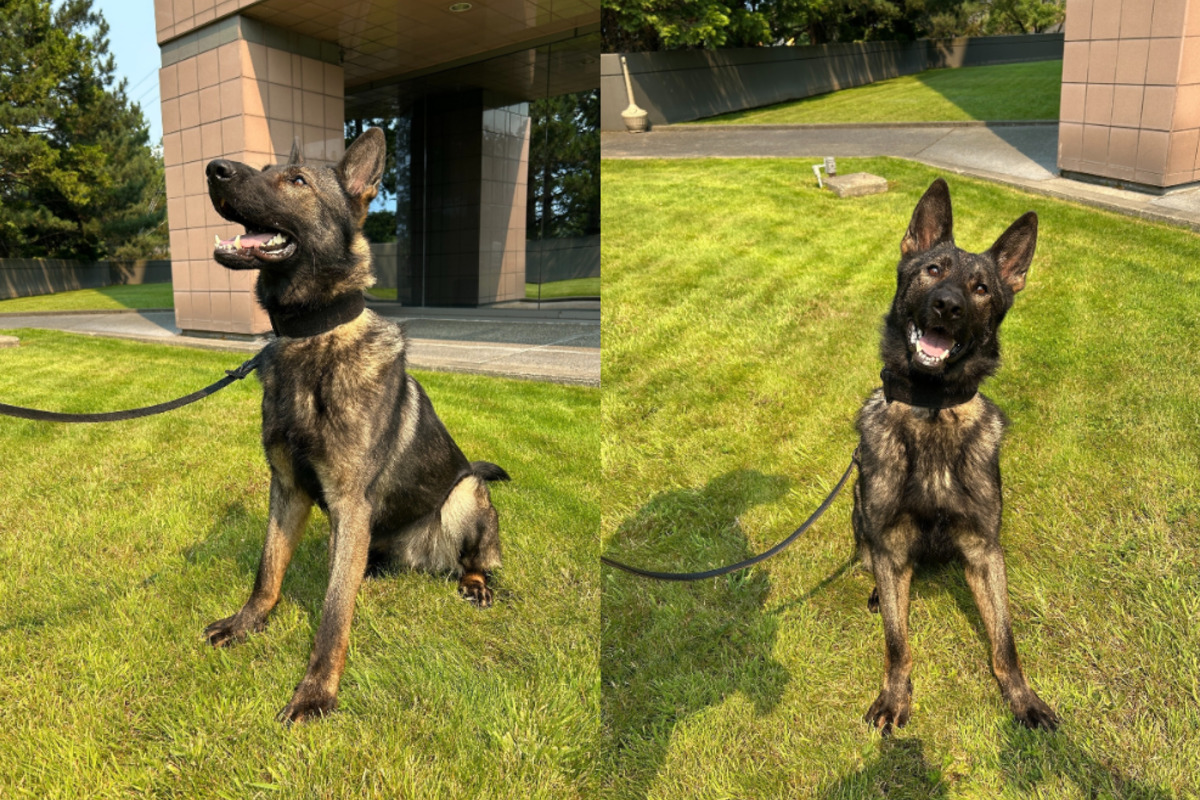Renton Police Department Welcomes K9 Jagger to Enhance Community