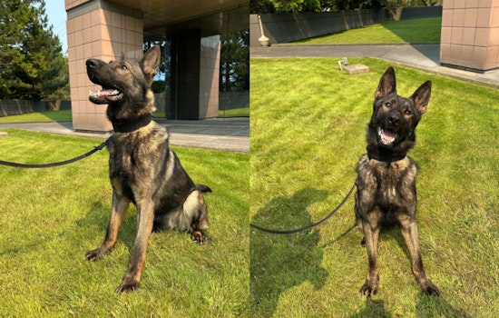Renton Police Department Welcomes K9 Jagger to Enhance Community Safety in Washington
