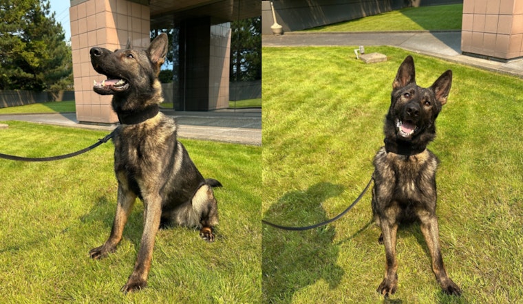 Renton Police Department Welcomes K9 Jagger to Enhance Community Safety in Washington