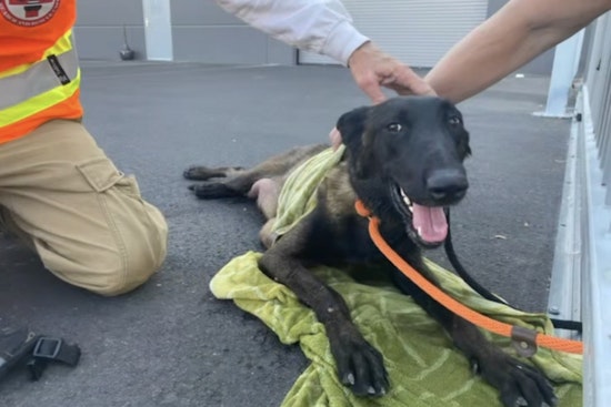 Rescue Teams in Las Vegas Save Distressed Mother Dog from 111-Degree Heat
