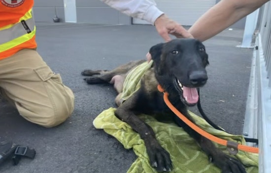 Rescue Teams in Las Vegas Save Distressed Mother Dog from 111-Degree Heat