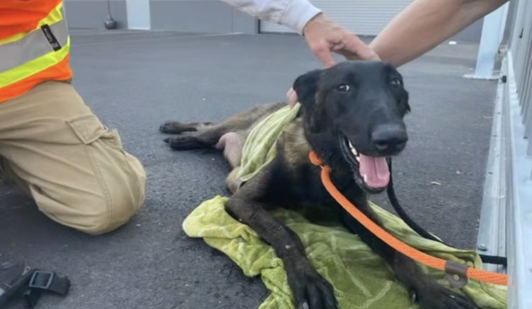 Rescue Teams in Las Vegas Save Distressed Mother Dog from 111-Degree Heat