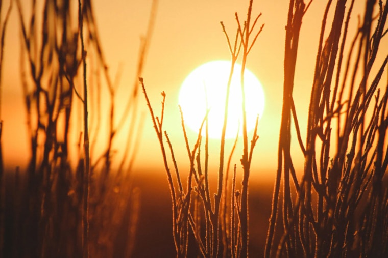 Sacramento Activates Cooling Centers in Response to Heat Advisory, Pets Welcome at OEC, Free Transit Available
