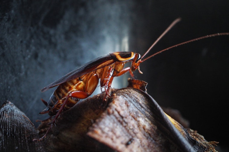 Sacramento Battles Summer Cockroach Surge with Eco-Friendly Pest Control Strategies