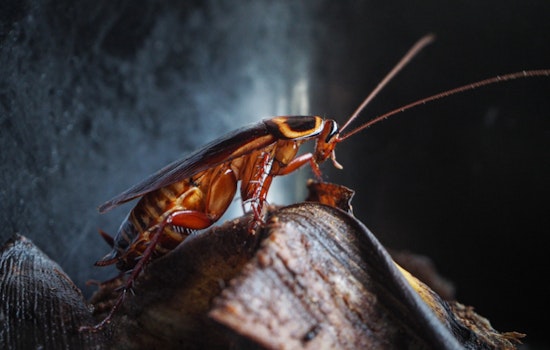 Sacramento Battles Summer Cockroach Surge with Eco-Friendly Pest Control Strategies