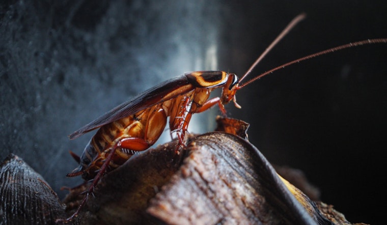 Sacramento Battles Summer Cockroach Surge with Eco-Friendly Pest Control Strategies