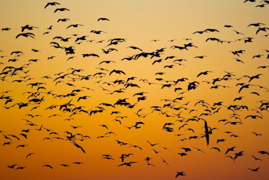 Sacramento's Yolo Causeway Hosts Quarter Million Bats in Nightly Spectacle