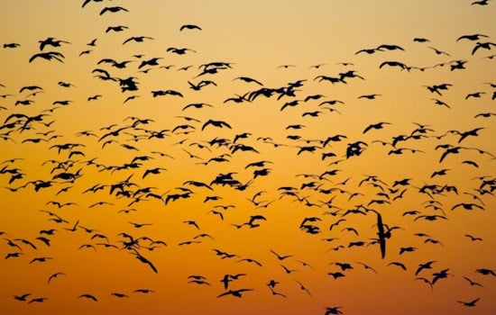 Sacramento's Yolo Causeway Hosts Quarter Million Bats in Nightly Spectacle