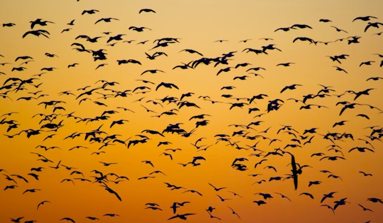 Sacramento's Yolo Causeway Hosts Quarter Million Bats in Nightly Spectacle