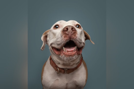 Saint Louis County Pet Adoption Center Issues Urgent Plea for Foster and Adoptive Homes for 60 Dogs