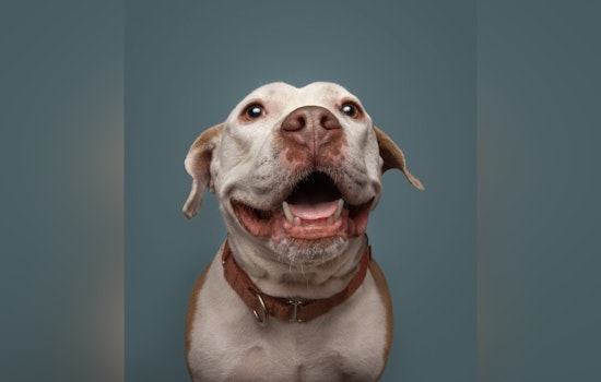 Saint Louis County Pet Adoption Center Issues Urgent Plea for Foster and Adoptive Homes for 60 Dogs
