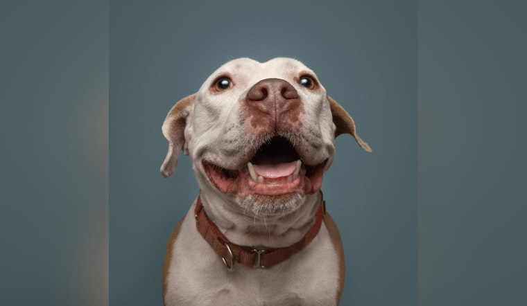 Saint Louis County Pet Adoption Center Issues Urgent Plea for Foster and Adoptive Homes for 60 Dogs