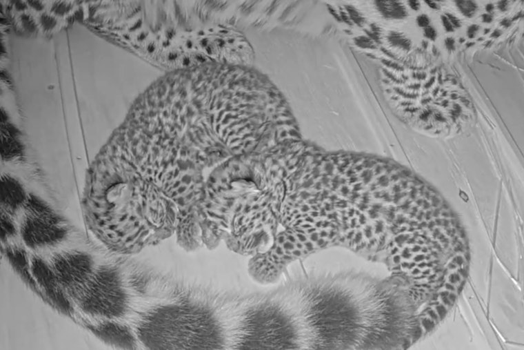 Saint Louis Zoo Welcomes Precious Pair of Endangered Amur Leopard Cubs