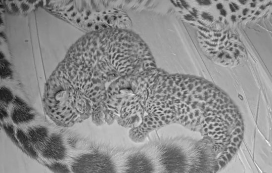 Saint Louis Zoo Welcomes Precious Pair of Endangered Amur Leopard Cubs