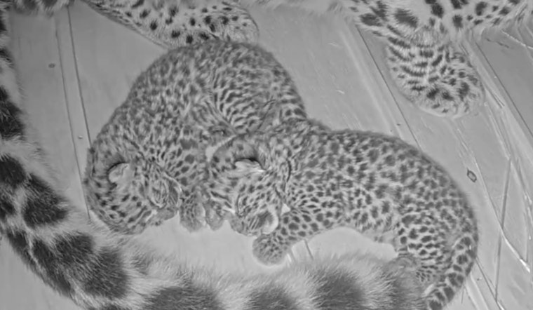 Saint Louis Zoo Welcomes Precious Pair of Endangered Amur Leopard Cubs